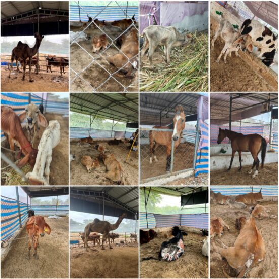 4Leg Foundation_2023 (2)