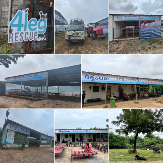 4Leg Foundation_2023 (3)