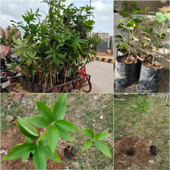 CharityTreePlantation2024 (2